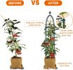 Garden Obelisk Trellis for Climbing Plants Outdoor 165cm Rose Bush Sqaure Trellis for Pots Rustproof Metal Plant Flower Trellises for Vine Jasmine Sup